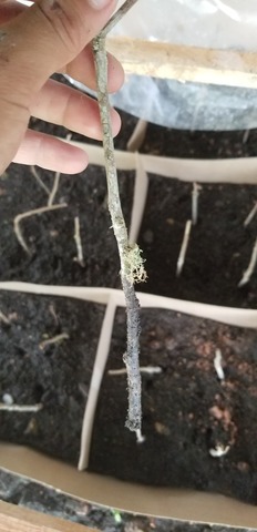 Revisión a los esquejes