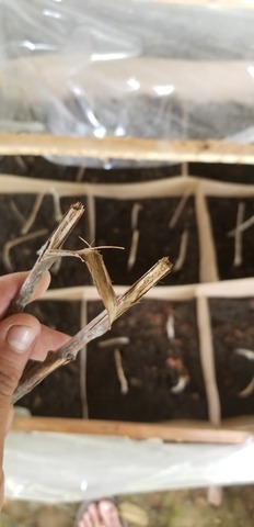 Revisión de los esquejes