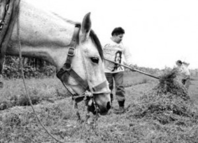 Programa Nacional de Desarrollo Rural Integral (PRONADRI)