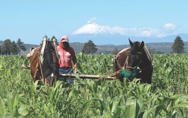 Alianza para el Campo (APC)