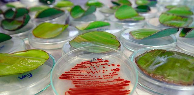 Aparicion de la Biotecnologia