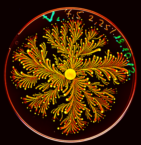 Las ramas cientificas basicas de la microbiologia