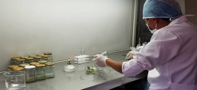 Siembra de los explantes