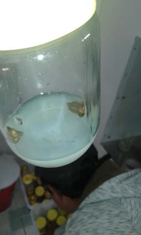 explante de hoja sembrado