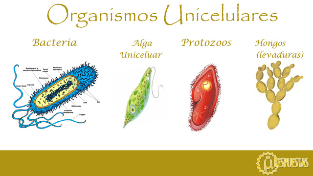 FORMACIÓ DE BACTERIS UNICEL·LULARS