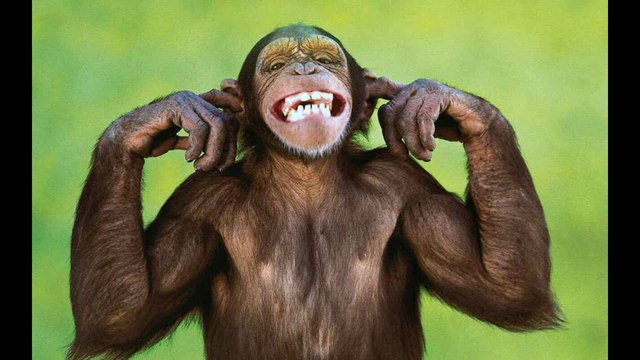 ELS MICOS BAIXEN DELS ARBRES