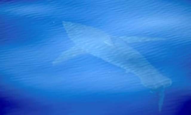 Great White Shark Spotting