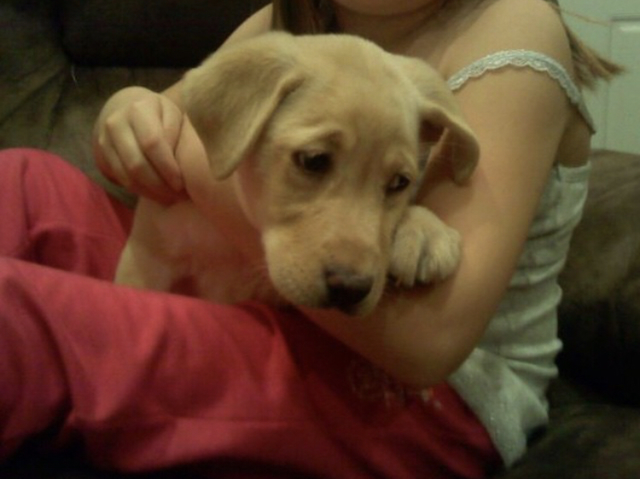 Conseguir un nuevo perro (Primavera 2010)