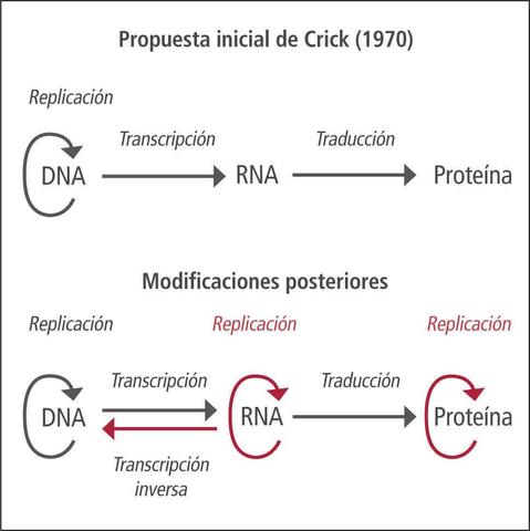 Dogma Central de la Biología Molecular