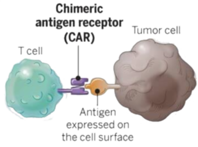 CAR-T