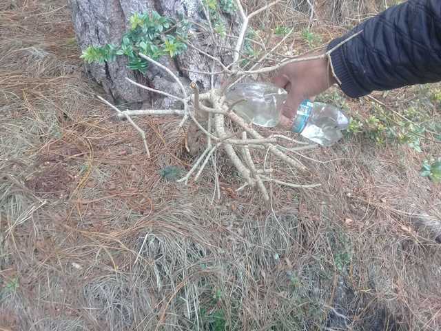 riego al bonsaí por extrccion