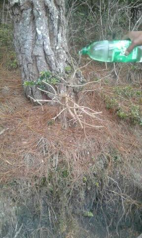 riego al bonsaí por extrccion