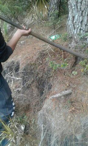 extración del bonsaí