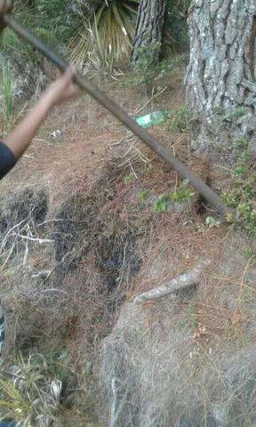 extración del bonsaí