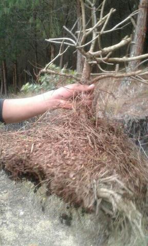 extración del bonsaí