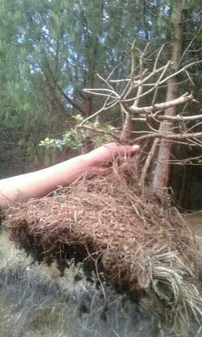 extración del bonsaí