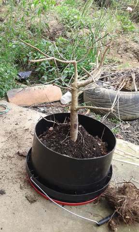 colocacion de bonsaí en maceta