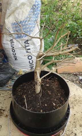 colocacion de bonsaí en maceta