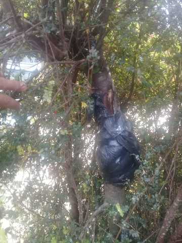 revicion de humedad de acodo aereo