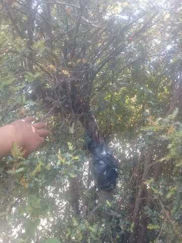 revicion de humedad de acodo aereo