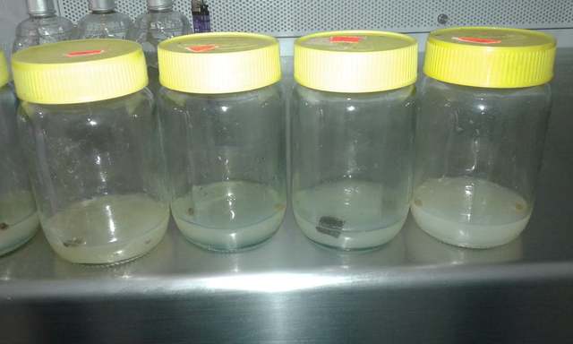 presenta contaminacion en S Y L en menor cantidad