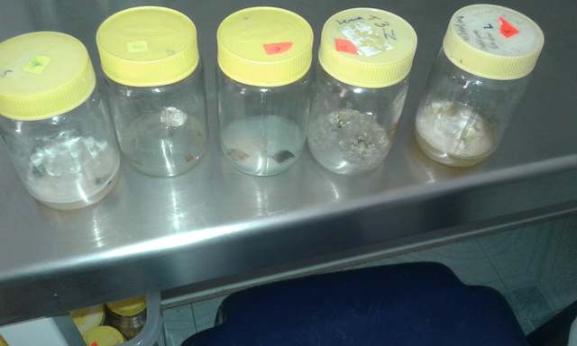 presentan contaminación en los frascos en un 20% de cada tratamiento