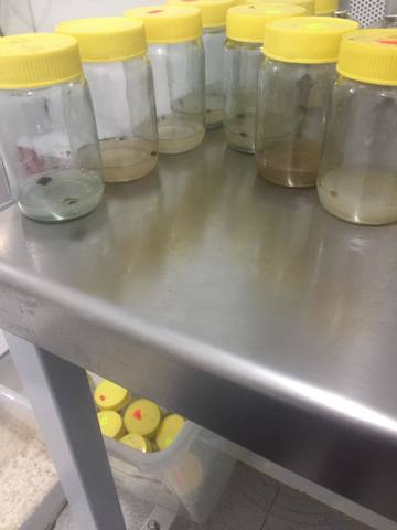 frascos sin contaminacion en una porcion minima