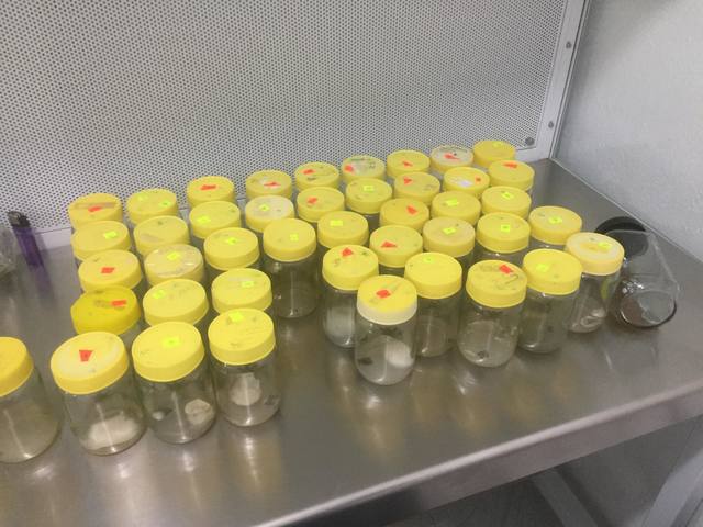 frascos contaminados en mayor proporcion