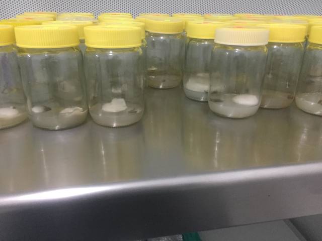 frascos contaminados en mayor proporcion