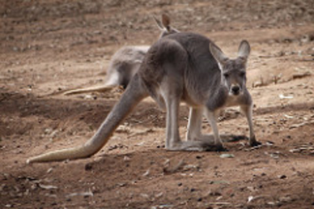 First prisoners sent to Australia
