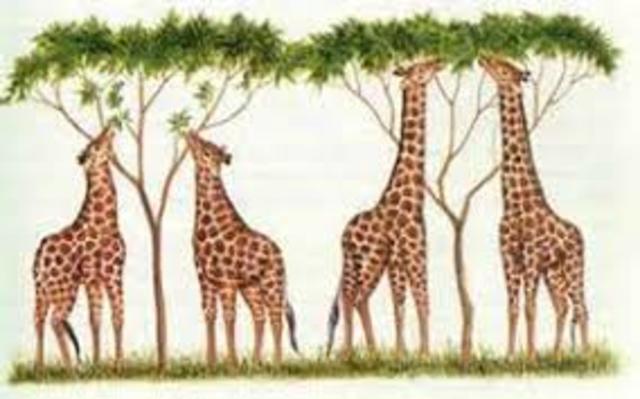 Noción Selección Natural