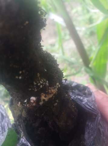 Se realizo al abrir la funda para ver su formacion de callos