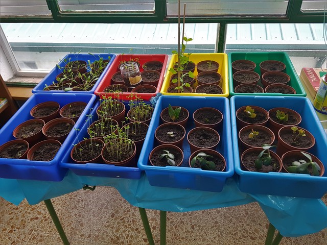 Microviveros de plantas de jardín y hortalizas.