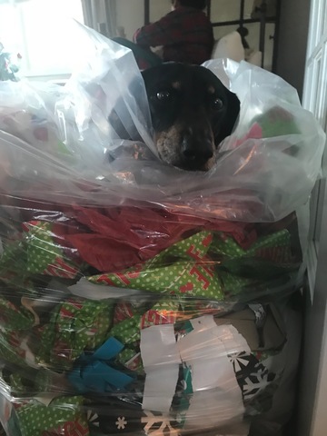 Tenemos un perro nuevo al que llamamos Joey.