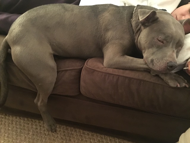 Adoptamos un perro al que llamamos Daisy.