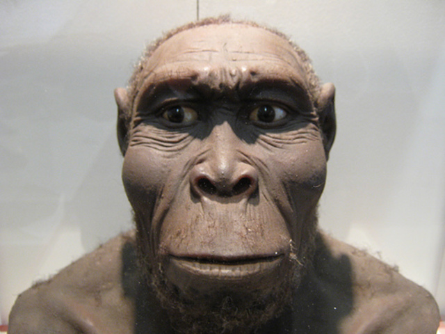 Homo rudolfensis  (hace 2 - 1,7 m.a)