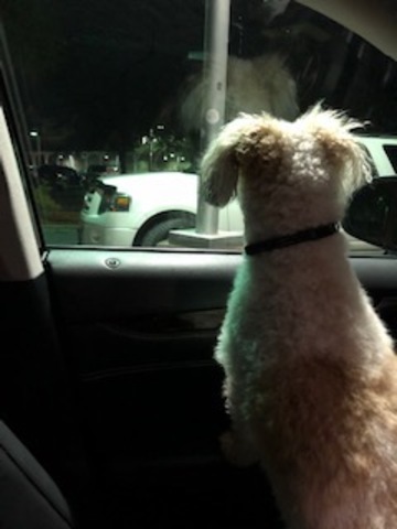 Left behind at Tim's house.  Oscar loves Tim, Darcy, Aleigha and Tiegen, but misses his mommy.  A LOT!!