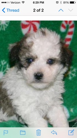 Born on October 25, 2015 in Texas, United States of America