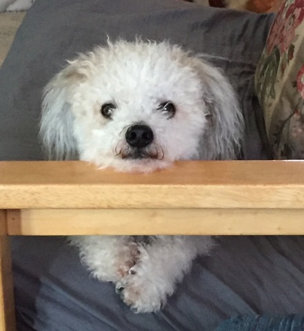 Mommy went back to school and Oscar left alone all day.