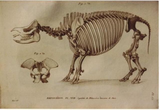 Paleontología y evolución (Cuvier)