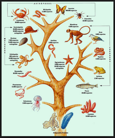 clasificación y evolución (Linneo)