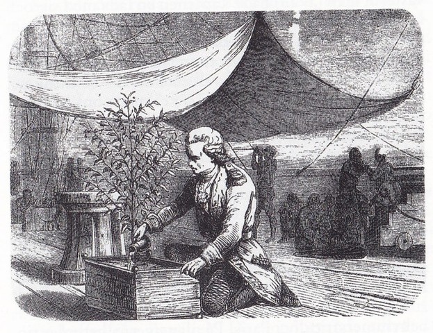 Coffee arrives in America