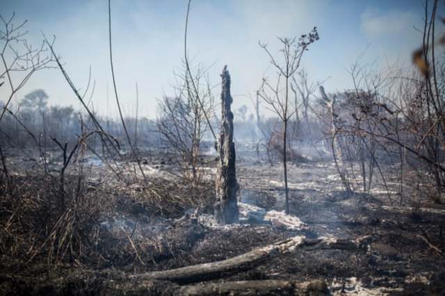 Fight Against Soy Destruction