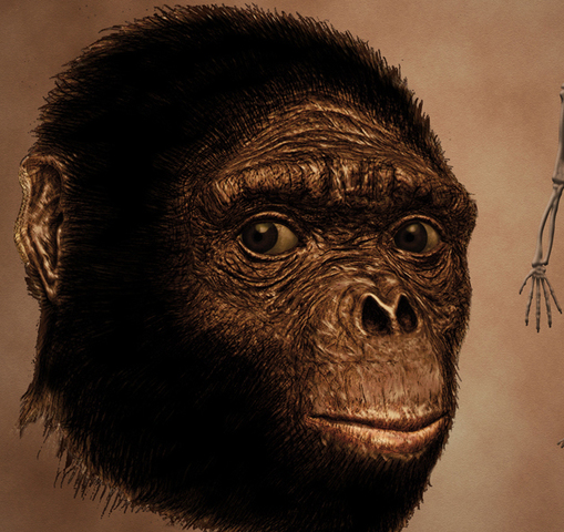 Ardiphitecus Ramidus