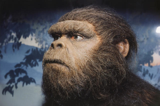 Austrolophitecus Robustus