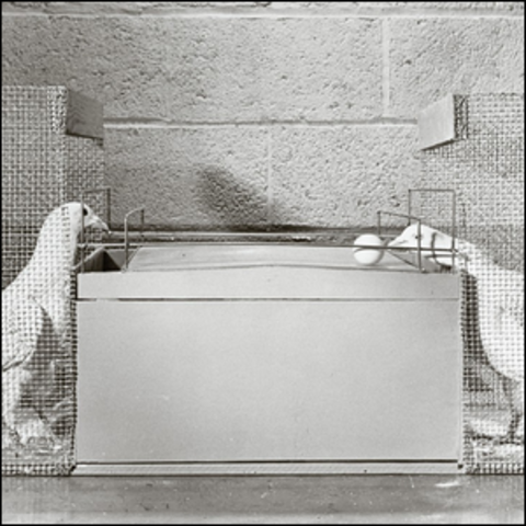 Skinner - operáns kondícionálás 2