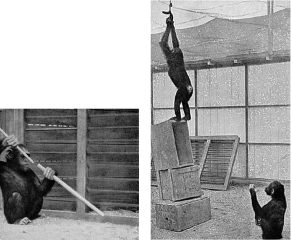 Köhler - Belátásos tanulás