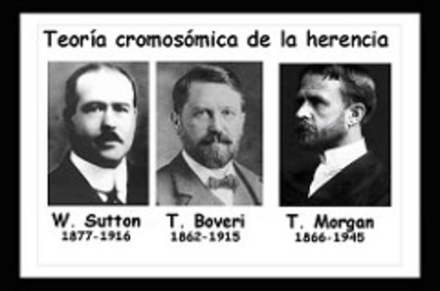 W. Sutton, T. Boveri y T.H Morgan