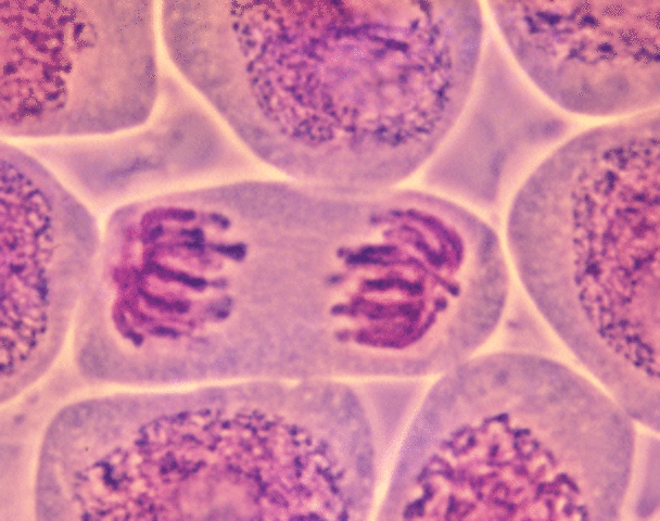 Rudolf Ludwig Karl Virchow