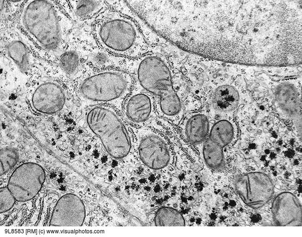 Jan Evangelista Purkyně